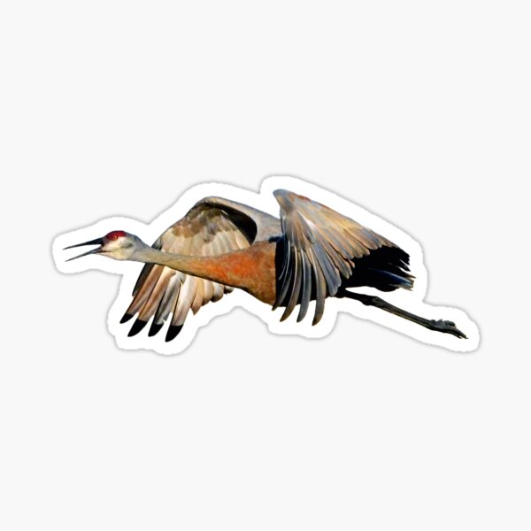Item preview, Sandhill Crane flying designed and sold by RickClarkPhotos.