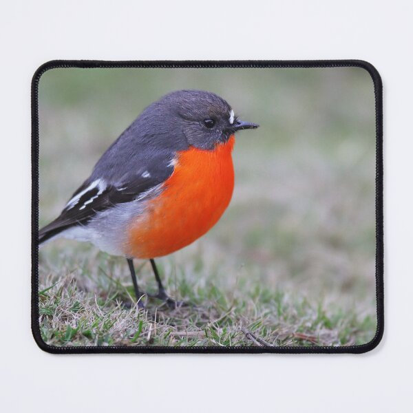 Item preview, Australian native Flame Robin designed and sold by Seesee.