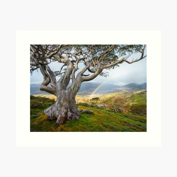 Item preview, Snowgum Rainbow, Kosciuszko National Park, New South Wales, Australia designed and sold by Michael Boniwell.