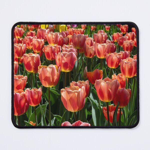 Item preview, Tulip 6 designed and sold by yunee.