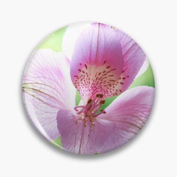 Item preview, alstroemeria flower designed and sold by IgorKovalenko.