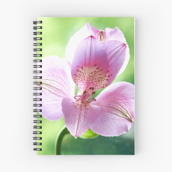 Item preview, alstroemeria flower designed and sold by IgorKovalenko.
