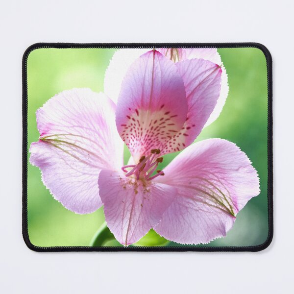 Item preview, alstroemeria flower designed and sold by IgorKovalenko.