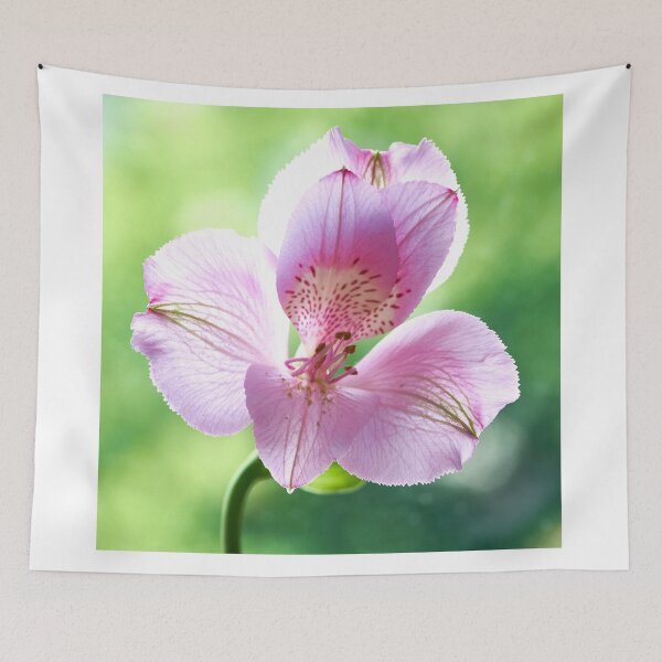 Item preview, alstroemeria flower designed and sold by IgorKovalenko.