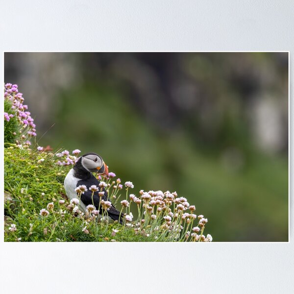 Item preview, Puffin in Sea Thrift  designed and sold by Maria McGrath.