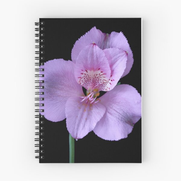 Item preview, alstroemeria flower designed and sold by IgorKovalenko.