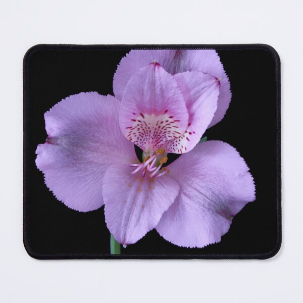 Item preview, alstroemeria flower designed and sold by IgorKovalenko.