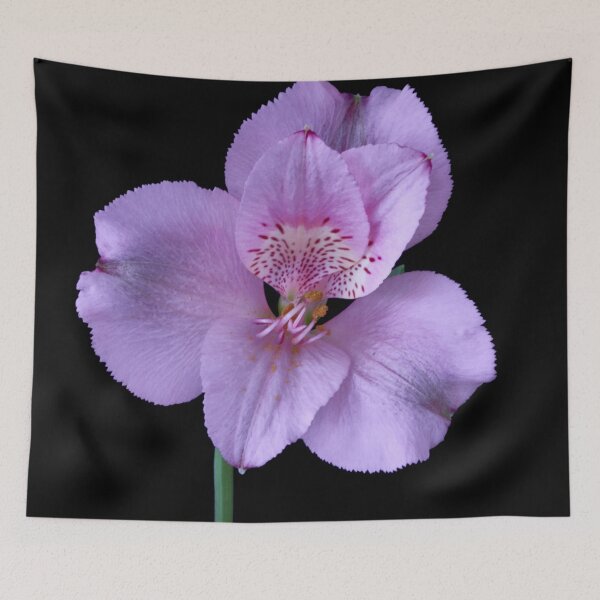 Item preview, alstroemeria flower designed and sold by IgorKovalenko.