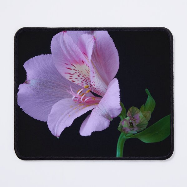 Item preview, alstroemeria flower designed and sold by IgorKovalenko.