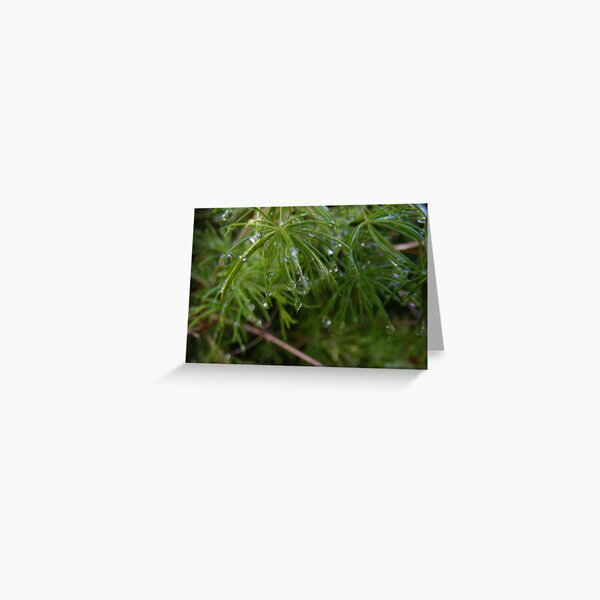 Drops of Rain Greeting Card