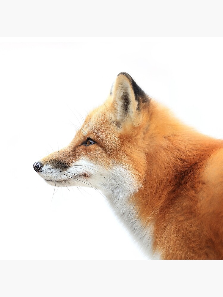 Picture fox profile Free Profile