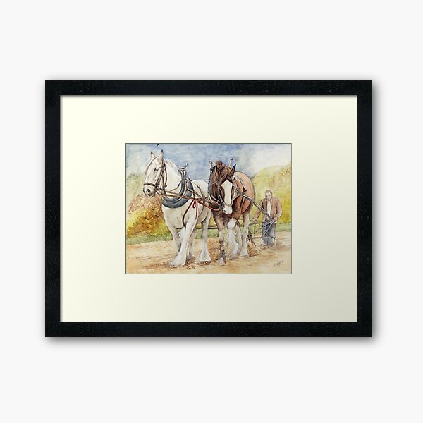 "Shire Horses " Framed Art Print for Sale by Redbubble