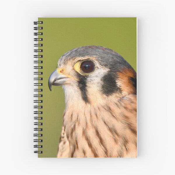 Item preview, American Kestrel in Profile  designed and sold by richardbryce.