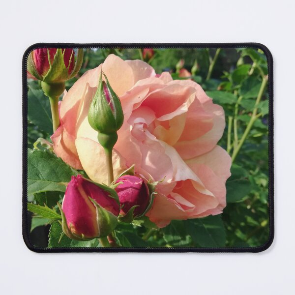 Item preview, Pink rose photograph designed and sold by esvb.