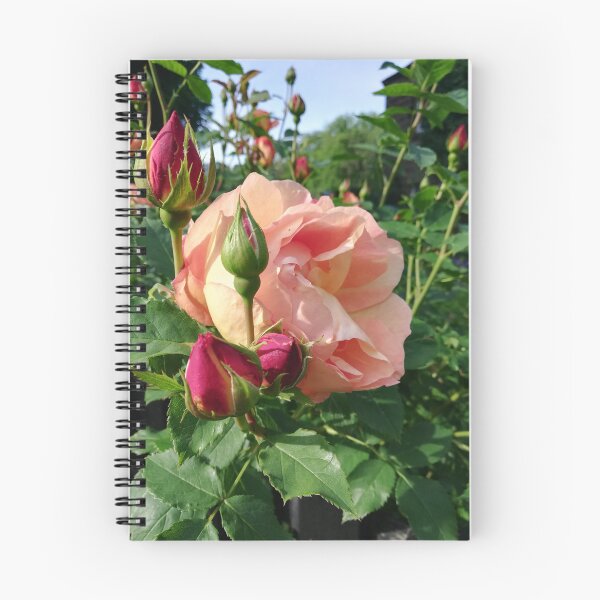 Item preview, Pink rose photograph  designed and sold by esvb.