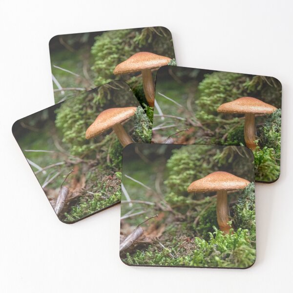Item preview, Mushroom on Agawa Bay Trail, Lake Superior designed and sold by jrtwynam.