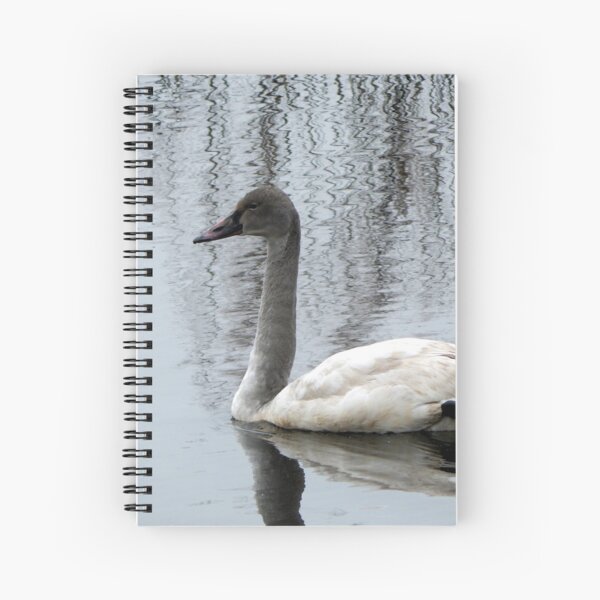 Item preview, Immature Tundra Swan designed and sold by gistinker.