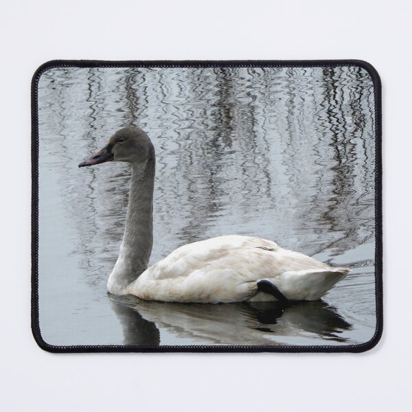 Item preview, Immature Tundra Swan designed and sold by gistinker.