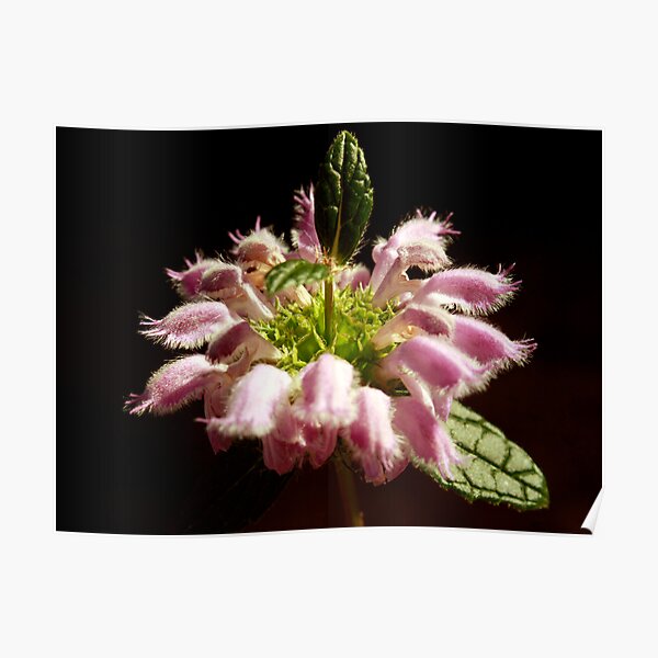 Pretty In Pink Poster