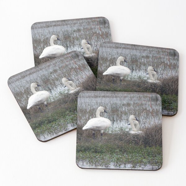 Item preview, Trumpeter Swans designed and sold by gistinker.