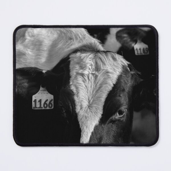 Item preview, Black and White Cow Farm Animal Landscape Photograph designed and sold by ehlphotography.