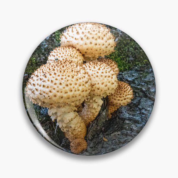 Item preview, Pholiota Squarrosa Mushroom on a Hiking Trail designed and sold by jrtwynam.
