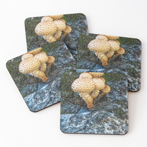 Item preview, Pholiota Squarrosa Mushroom on a Hiking Trail designed and sold by jrtwynam.