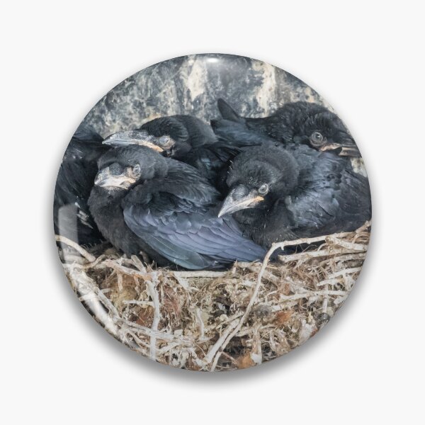Item preview, Crow Chicks designed and sold by Belinda Greb Photography.