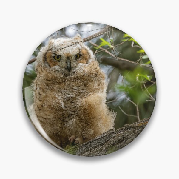 Item preview, Great Horned Owlet at Malheur HQ designed and sold by Belinda Greb Photography.