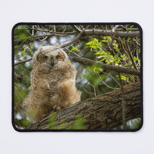 Item preview, Great Horned Owlet at Malheur HQ designed and sold by Belinda Greb Photography.