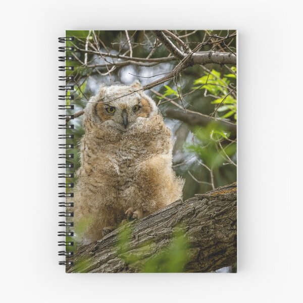 Item preview, Great Horned Owlet at Malheur HQ designed and sold by Belinda Greb Photography.