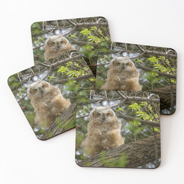 Item preview, Great Horned Owlet at Malheur HQ designed and sold by Belinda Greb Photography.