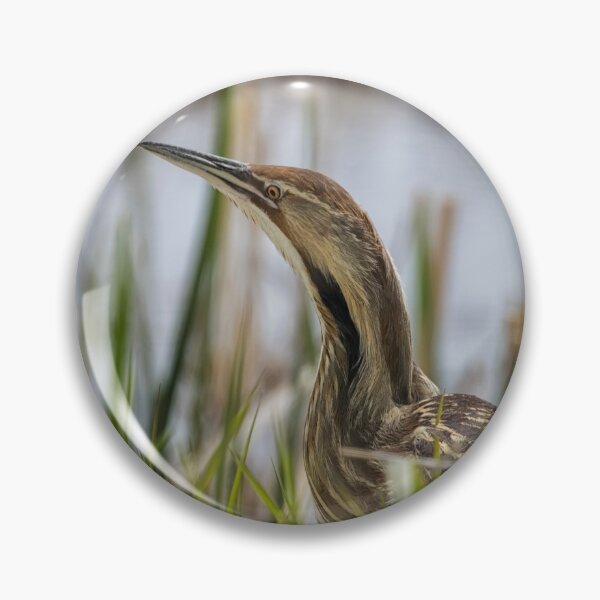 Item preview, American Bittern at Malheur NWR designed and sold by Belinda Greb Photography.