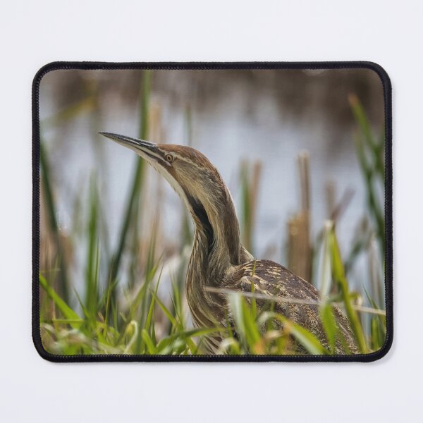 Item preview, American Bittern at Malheur NWR designed and sold by Belinda Greb Photography.