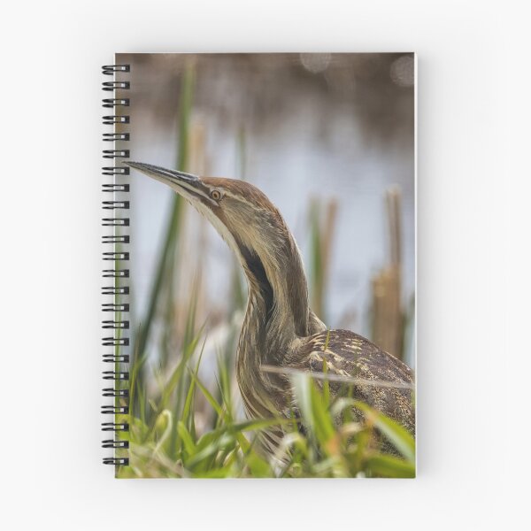 Item preview, American Bittern at Malheur NWR designed and sold by Belinda Greb Photography.