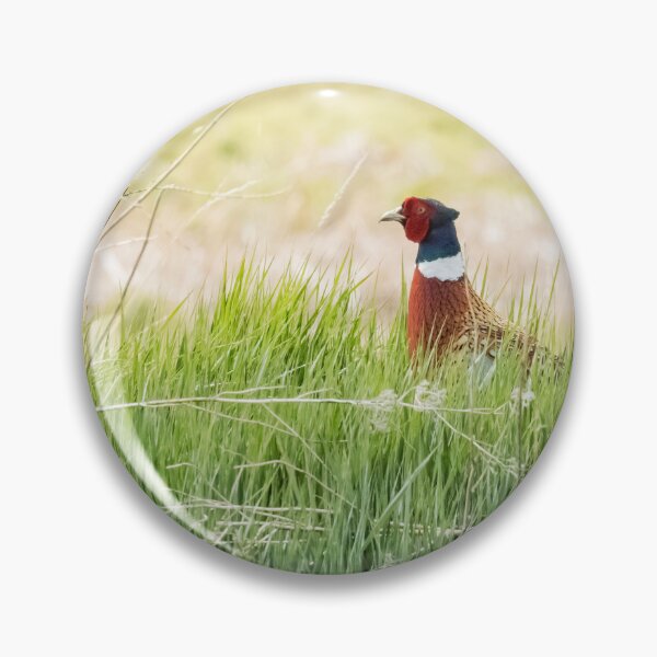 Item preview, Ring-necked Pheasant in Green Grass at Malheur NWR designed and sold by Belinda Greb Photography.