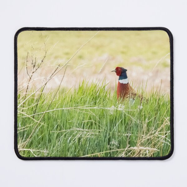 Item preview, Ring-necked Pheasant in Green Grass at Malheur NWR designed and sold by Belinda Greb Photography.