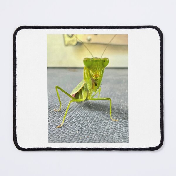 Item preview, PRAYING MANTIS designed and sold by trevorp.