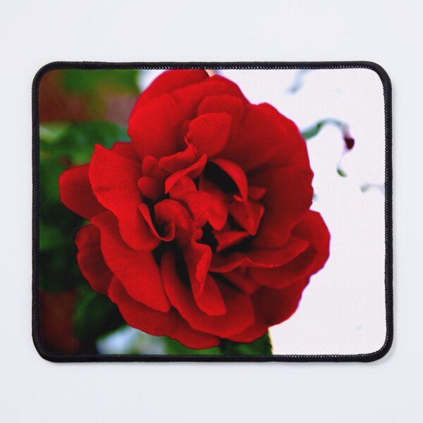 Item preview, FLOWER SERIES 1 Scarlet Delight Floating Rose Greeting designed and sold by MarcusAxel.