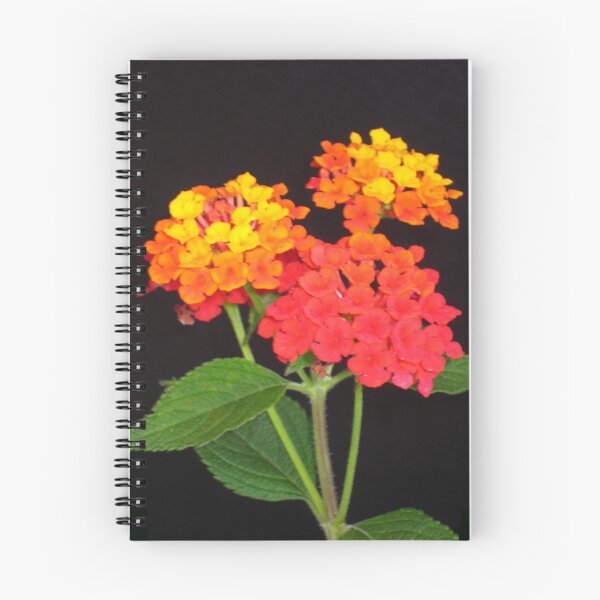 Item preview, Lantana in Red, Orange, and Yellow designed and sold by JoyousArt4u.