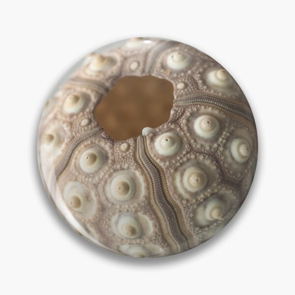 Item preview, Sea urchin shell designed and sold by assaf.