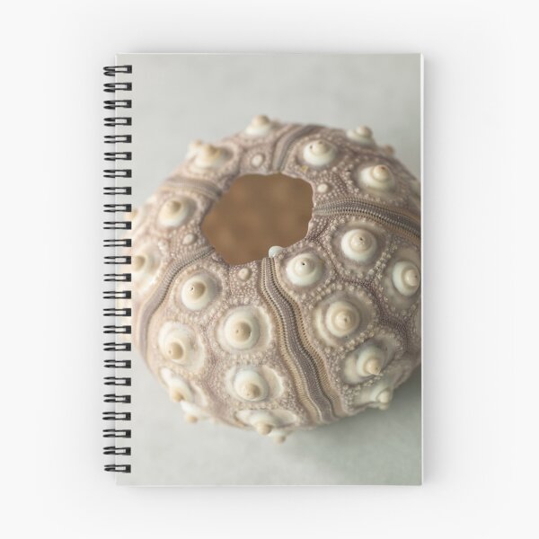 Item preview, Sea urchin shell designed and sold by assaf.