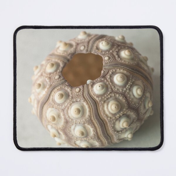 Item preview, Sea urchin shell designed and sold by assaf.