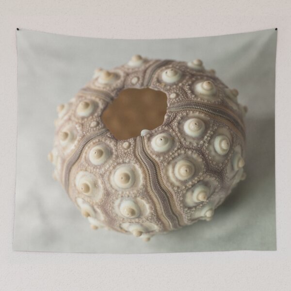 Item preview, Sea urchin shell designed and sold by assaf.