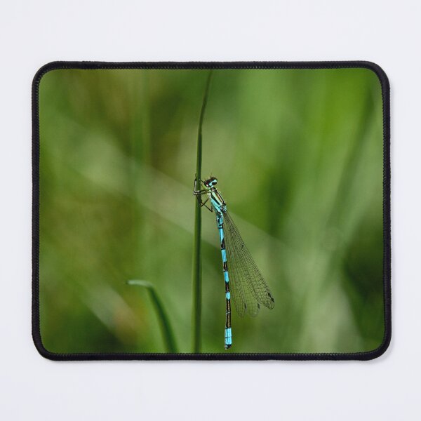 Item preview, The hug. Northern damselfly designed and sold by Jouko Lehto Photography.