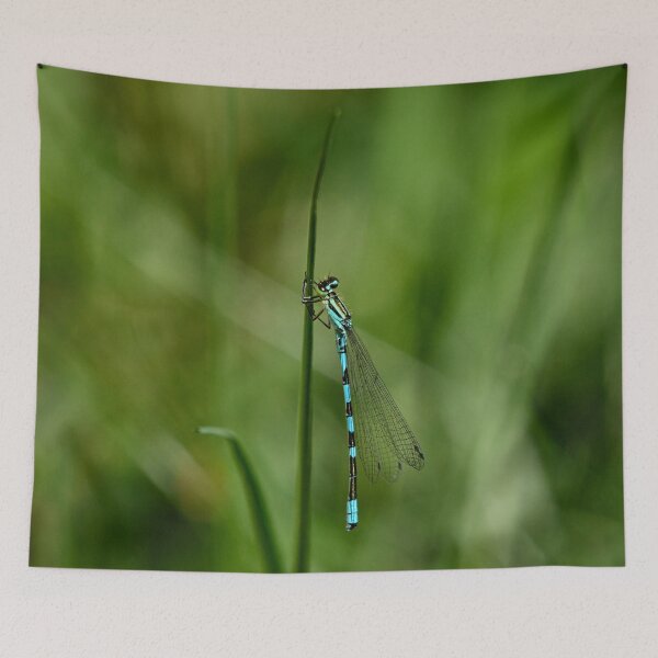 Item preview, The hug. Northern damselfly designed and sold by Jouko Lehto Photography.