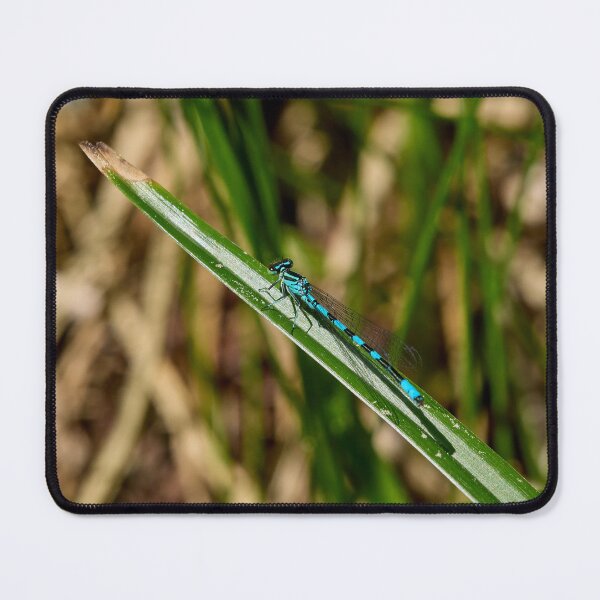 Item preview, Lined. Northern damselfly designed and sold by Jouko Lehto Photography.