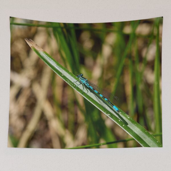 Item preview, Lined. Northern damselfly designed and sold by Jouko Lehto Photography.