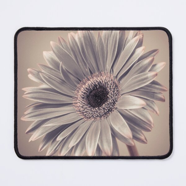 Item preview, Gerbera Cream designed and sold by assaf.