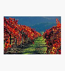 Wine Country Napa Valley Photographic Print